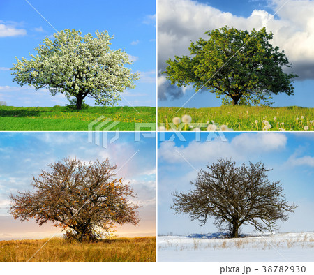 Alone tree in four season Alone tree in four season 38782930