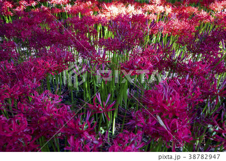 コトムルト ヨンチョンサ 花 38782947