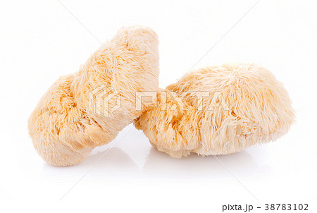 lion mane mushroom isolated on white background 38783102