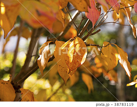 やまぼうしの紅葉の写真素材