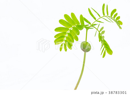 Tamarind, Indian date, seedling, the green sprout Tamarind, Indian date, seedling, the green sprout 38783301