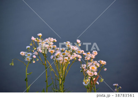 野菊 38783561