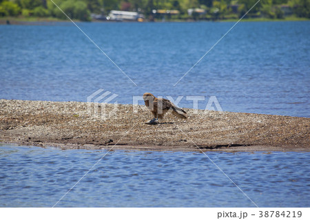 160518トビ09 160518トビ09 38784219