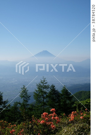 レンゲツツジと富士山 38784520