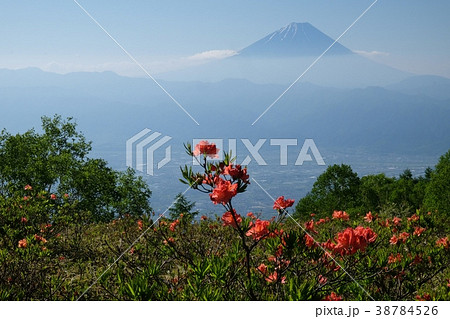 レンゲツツジと富士山 38784526