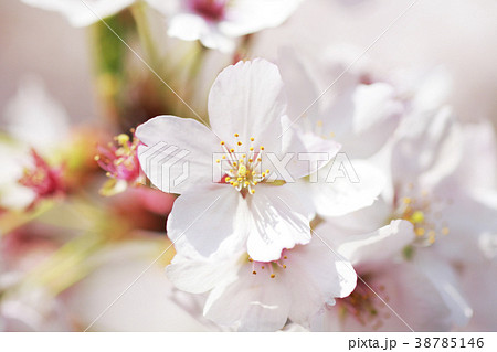 桜の花　正面 38785146