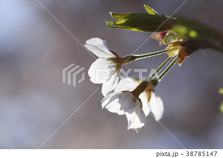 桜の花 横 桜の花 横 38785147