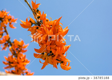 Flower palas orange 38785188