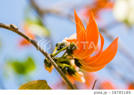 Flower palas orange 38785189