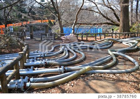 井の頭池かいぼり、水抜き作業中のホース 38785760