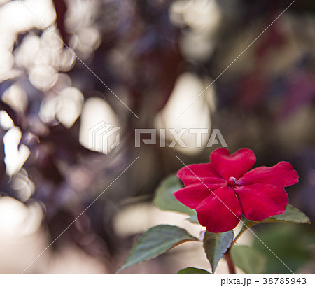 赤いインパチェンスの花 38785943