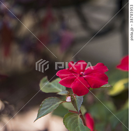 赤いインパチェンスの花 赤いインパチェンスの花 38785953
