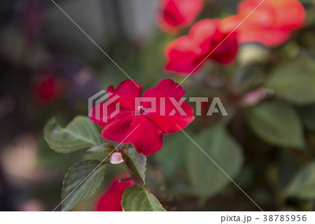 赤いインパチェンスの花 38785956