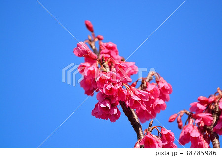 カンヒザクラ 38785986