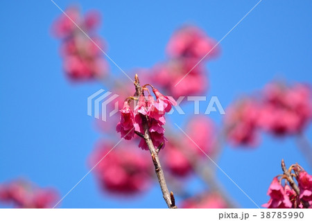 カンヒザクラ 38785990