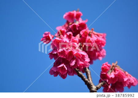 カンヒザクラ 38785992