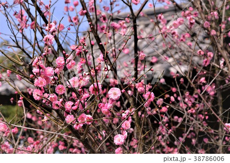 梅の花 38786006