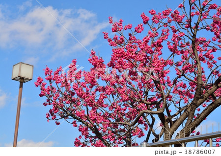 カンヒザクラ カンヒザクラ 38786007