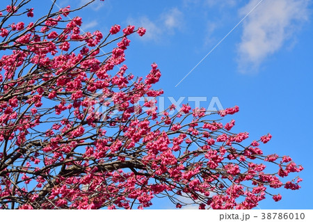 カンヒザクラ 38786010