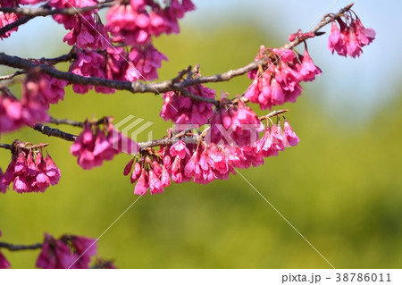 カンヒザクラ カンヒザクラ 38786011