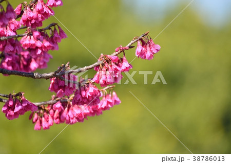 カンヒザクラ 38786013