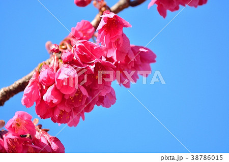 カンヒザクラ 38786015