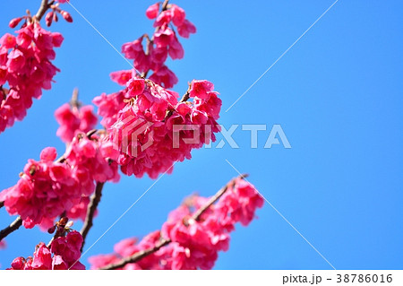 カンヒザクラ 38786016