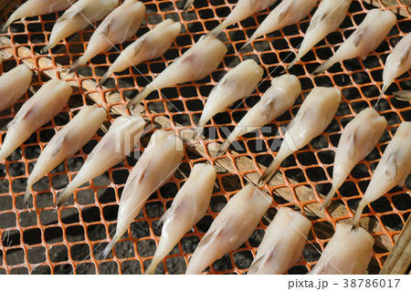 ふぐ　天日干し河豚　 38786017