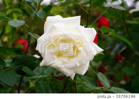 バラ　パスカリ 38786196