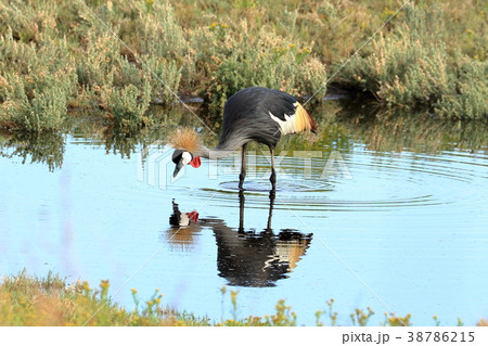 アフリカ 38786215