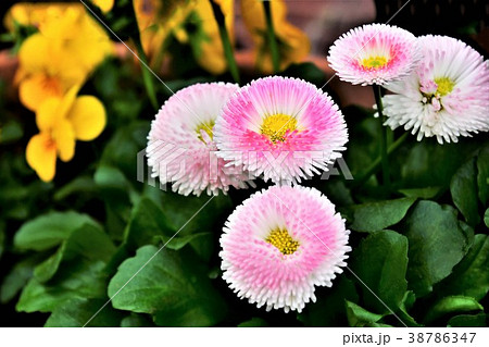 デージー 38786347