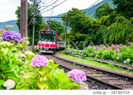 箱根登山鉄道とアジサイ 大平台 38786356