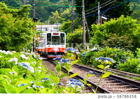 箱根登山鉄道とアジサイ 大平台 箱根登山鉄道とアジサイ 大平台 38786358