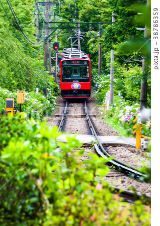 箱根登山鉄道とアジサイ 大平台踏切付近 箱根登山鉄道とアジサイ 大平台踏切付近 38786359