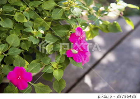 ピンクのインパチェンスの花 38786438