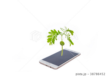 tamarind, Indian date, seedling, the green sprout tamarind, Indian date, seedling, the green sprout 38786452