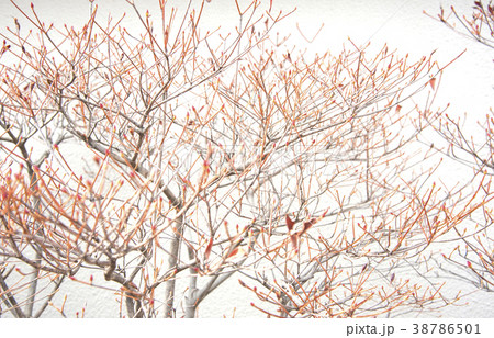 Tree branch 38786501