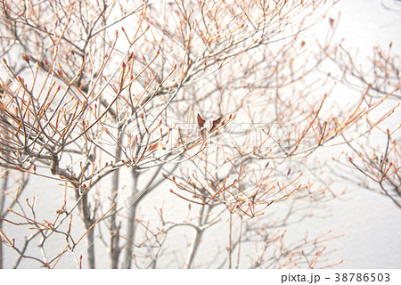 Tree branch 38786503