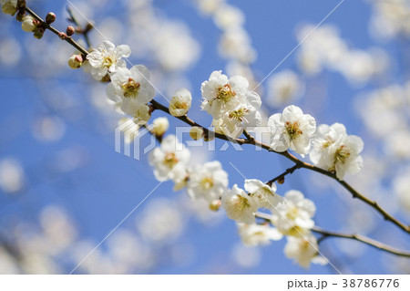 白梅　梅の花　偕楽園の梅　 38786776