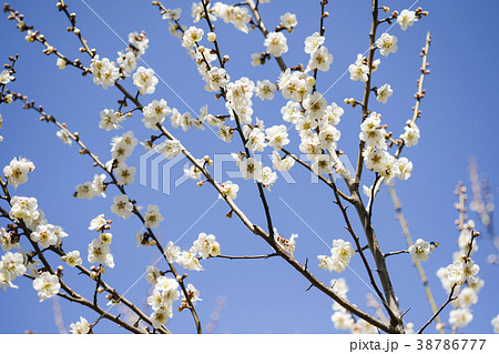白梅　梅の花　偕楽園の梅　 38786777