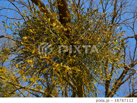 ヤドリギ 38787112