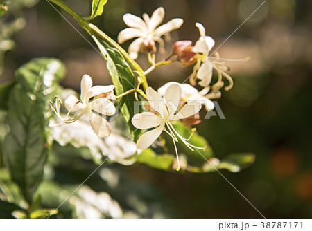 クラリンドウの花 38787171
