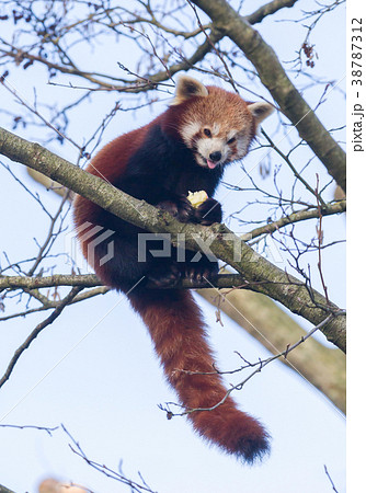 Red panda eating a apple Red panda eating a apple 38787312