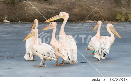 Pelican standing on ice 38787313