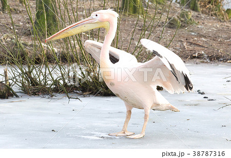 Pelican standing on ice 38787316