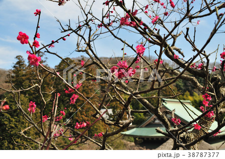 円覚寺の梅 38787377