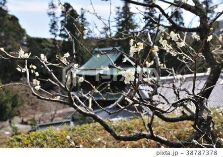 円覚寺の梅 円覚寺の梅 38787378