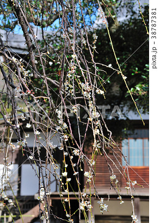 円覚寺の梅 円覚寺の梅 38787381