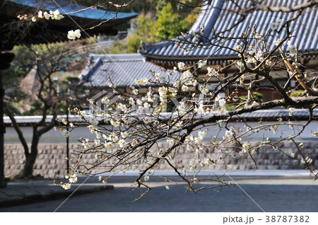 円覚寺の梅 38787382