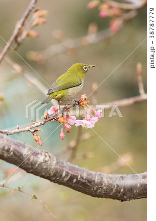 メジロと河津桜 02 メジロと河津桜 02 38787779